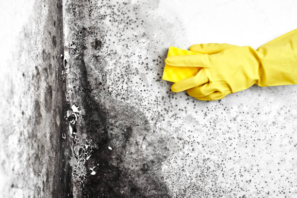 Best Commercial Mold Removal  in Villas, NJ