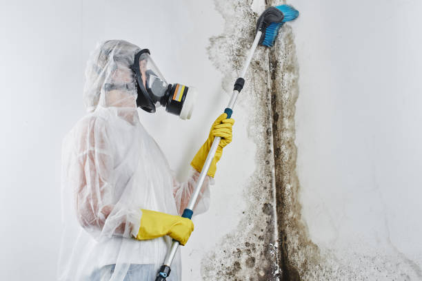 Best Mold Damage Repair  in Villas, NJ