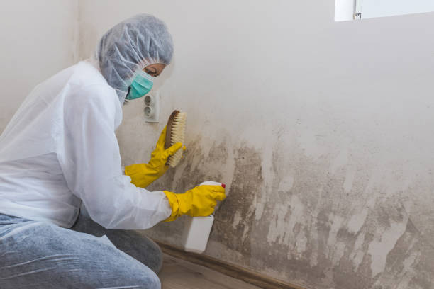 Best Local Mold Removal Service  in Villas, NJ