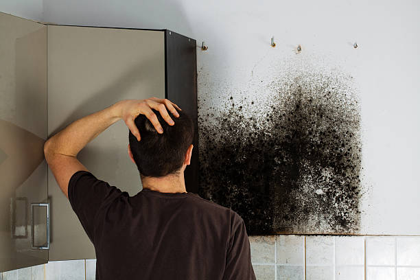 Best Mold Removal Company Near Me  in Villas, NJ