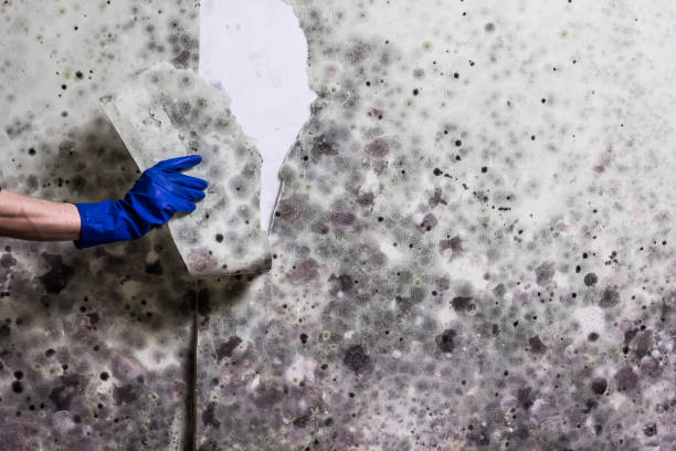Best Black Mold Removal  in Villas, NJ