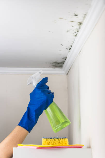 Professional Mold Removal in Villas, NJ